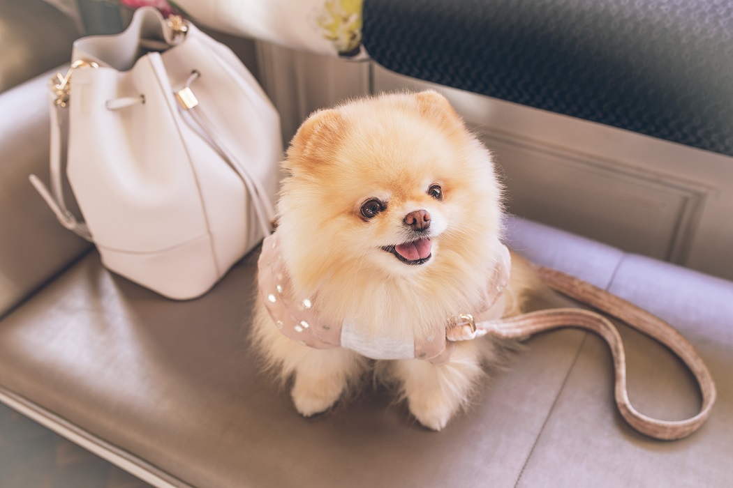 Pet Accessories